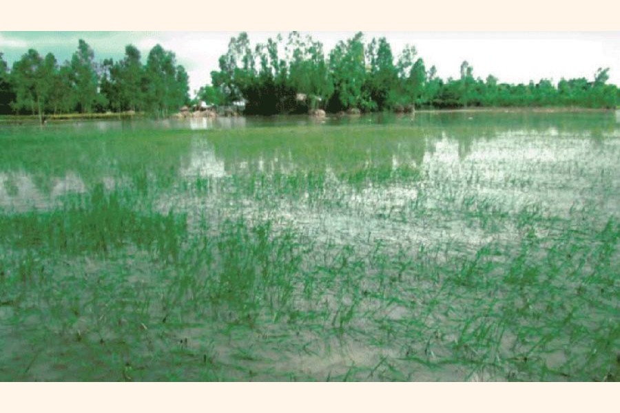 Flood damaged newly transplanted paddy in Sonatola Upazila of Bogura district 	— FE Photo