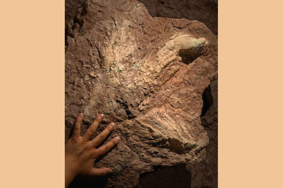 A fossil displays a Tyrannosauripus track