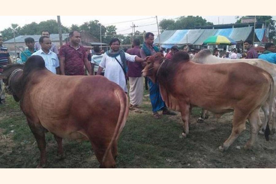 Sales of sacrificial animals gearing up in Rajshahi