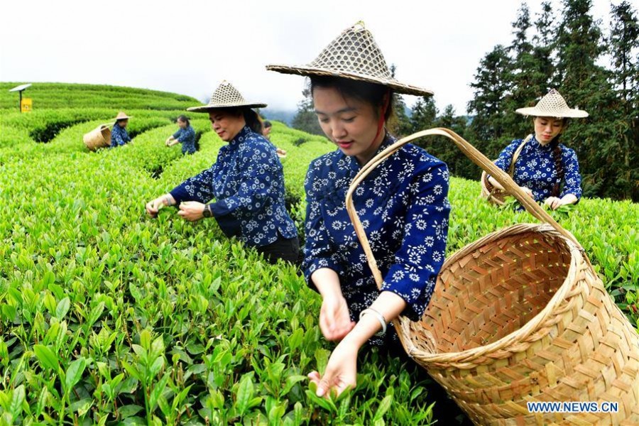 Tea farmers pick tea leaves at an ecological tea garden at Chaoyang Village of Xingcun Township in Wuyishan, southeast China's Fujian Province, April 14, 2019. - Xinhua