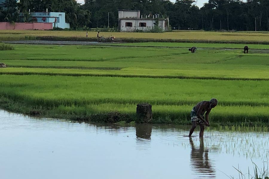 A farmer planting T- Aman seedlings on a piece of land at a village of Sylhet Sadar uapzila on Thursday 	— FE Photo