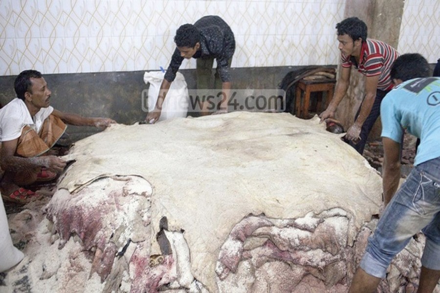 Salting of raw hides.           —Photo: bdnews24.com