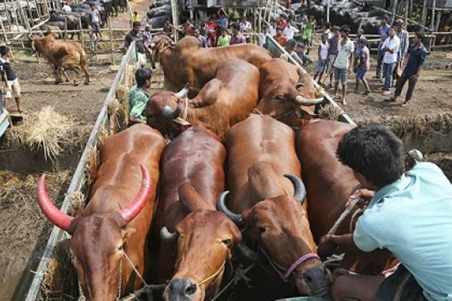 Plight of Dhaka cattle markets   