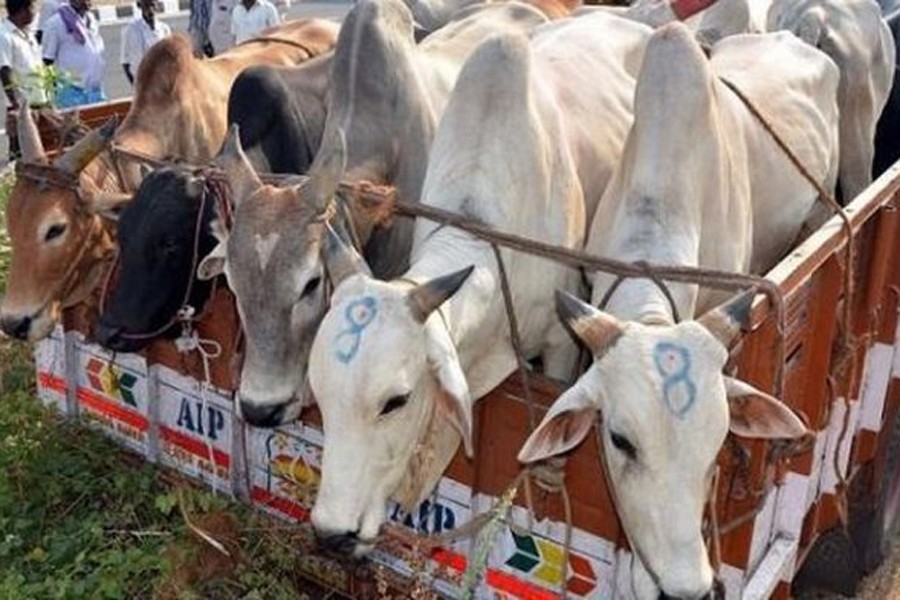 Cattle smuggling from India drops 96pc