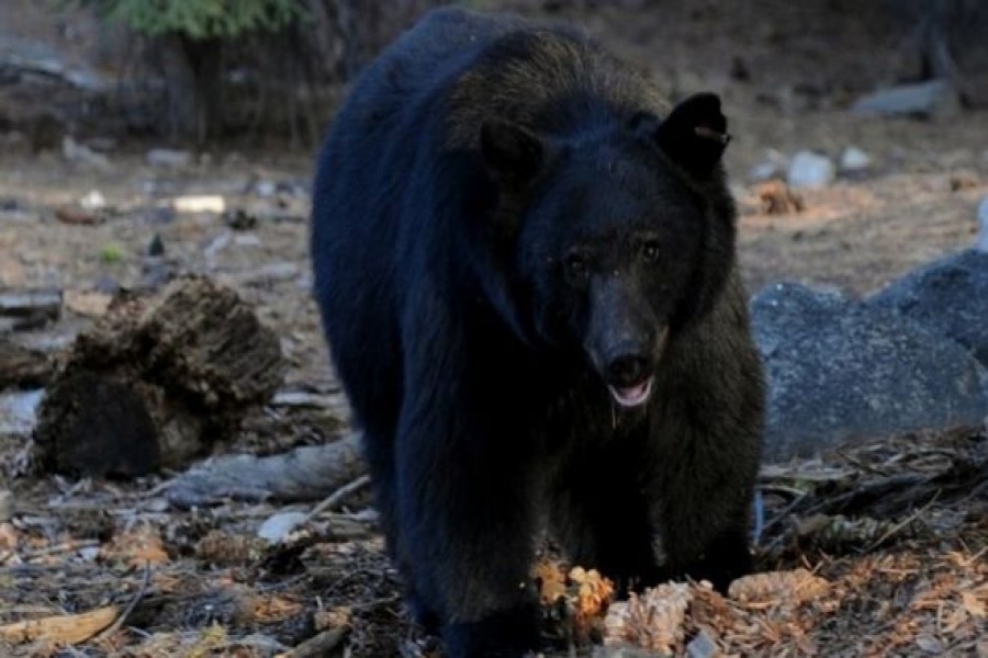 Bear breaks into house probably attracted by smell of rubbish