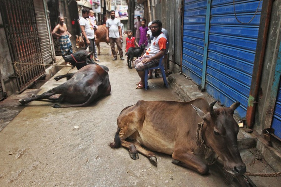 Haphazard Eid cattle slaughter continues this year