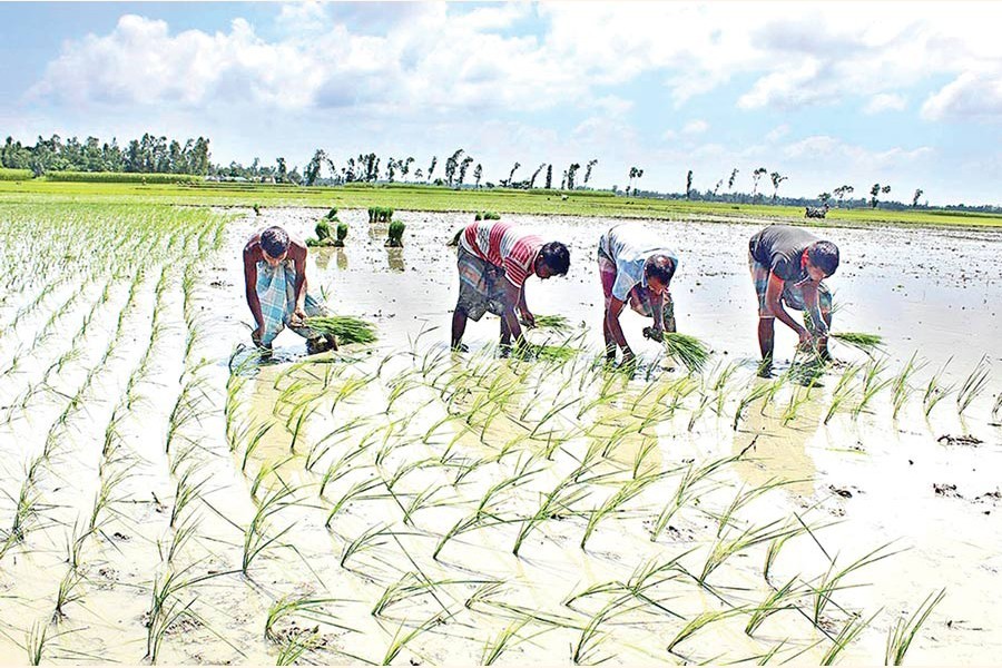 Surge in agri input prices set to cost Aman farming