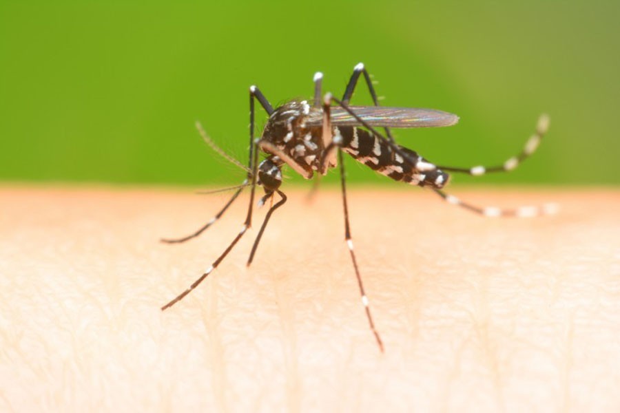 Madaripur housewife dies of dengue