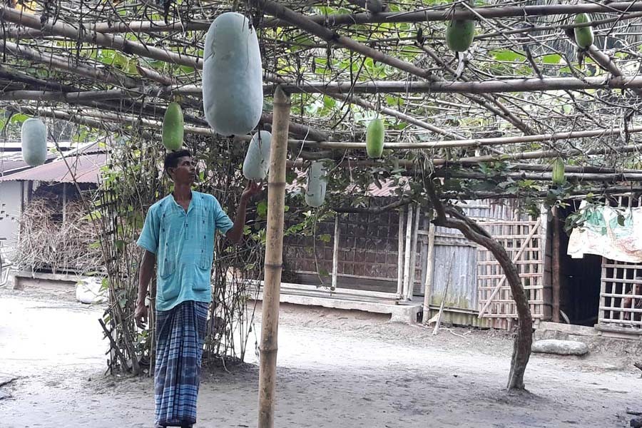 A farmer showing wax gourd growing at his homestead at Kacharibari under Gopalganj Sadar on Monday     	— FE Photo