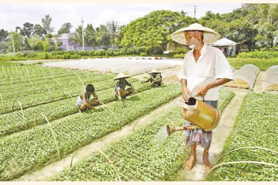 Farmers taking care of a vegetable field at Boronarayanpur village under Shibganj upazila of Bogura on Tuesday	— FE Photo