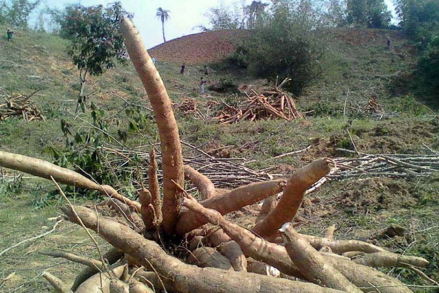 A view of newly-harvested cassava grown in the hilly area of Lalmai in Cumilla    	— FE Photo