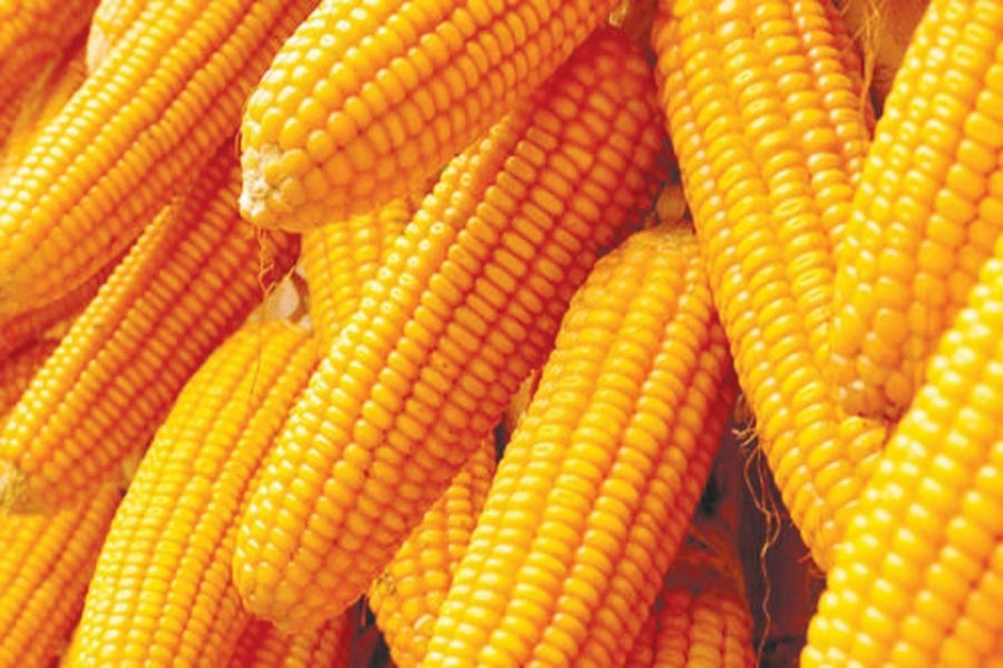 Soaring prices of maize to affect poultry, aquaculture, dairy industries