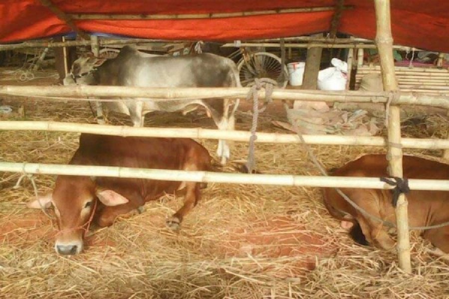 Livestock insurance policy   