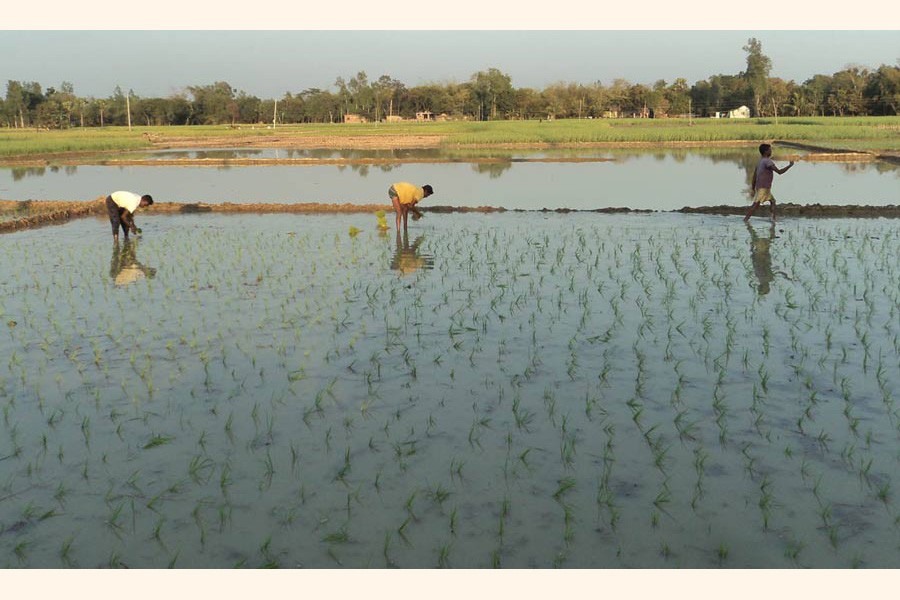 Farmers planting T-Aman seedlings on a piece of wet field in a Sirajganj village on Monday     	— FE Photo
