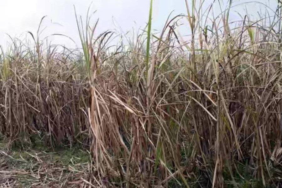 A red rot disease-affected sugarcane field in Bahadurpur village under Raninagar upazila of Naogaon district  	— FE Photo