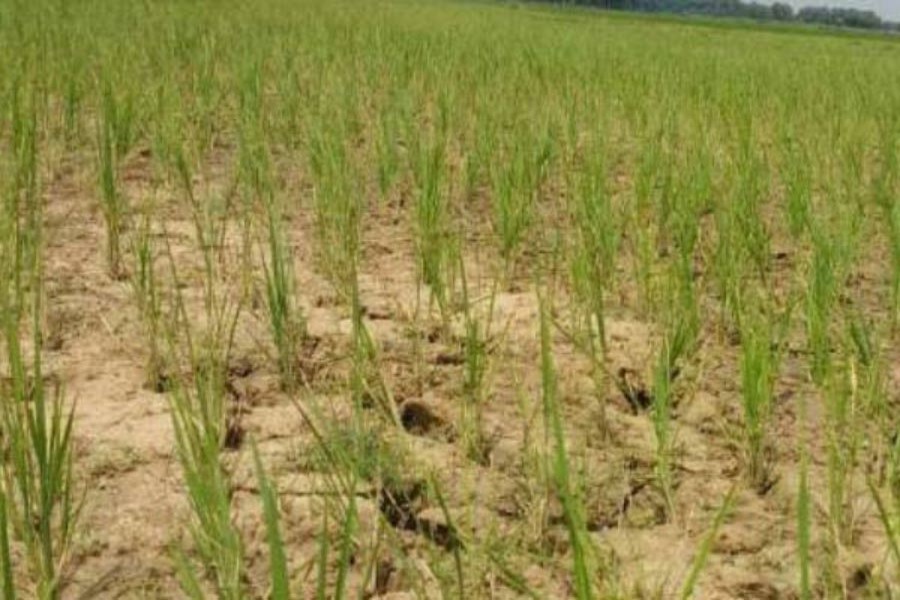 Cracks have developed in a dried up Aman field at Khansama village under Kawnia upazila in Rangpur for insufficient rain 	— FE Photo