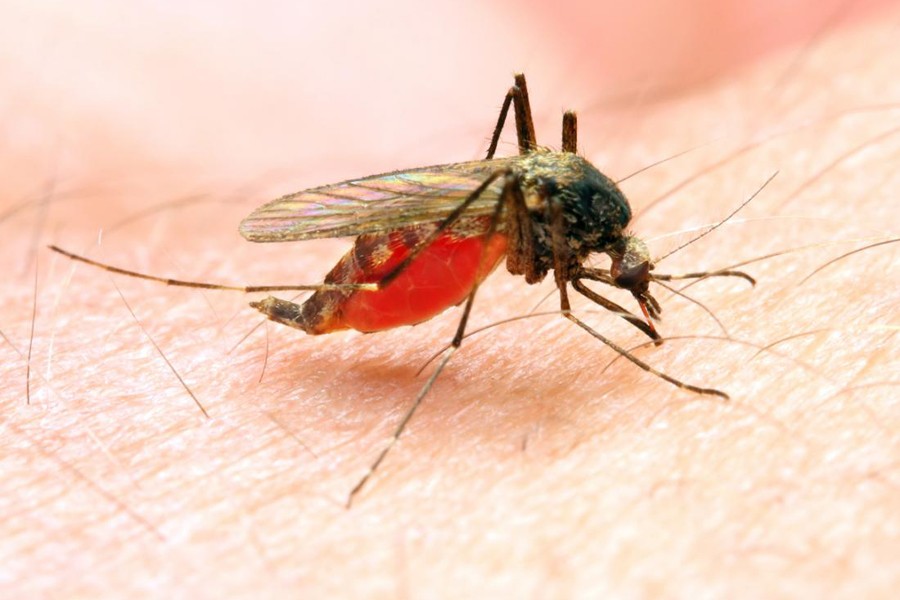 No Malaria after 2050: Global experts