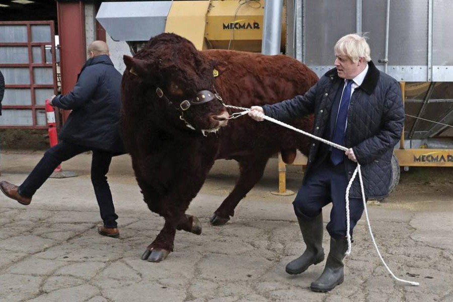 A bull bumps into a plainclothes police officer while being walked by British Prime Minister Boris Johnson during a visit to Darnford Farm in Banchory near Aberdeen, Scotland on September 06, 2019. Earlier in the day Boris Johnson made  the Prime Minister's traditional September visit to the Queen at her Balmoral residency and presented the Benn-Burt  or No-Deal Brexit bill for Royal Assent which was duly given on September 09. The Prime Minister is said to be contemplating ways and means to circumvent the law to achieve his goal  of  Brexit with or without any deal with the European Union by October 31.        —Photo: AP