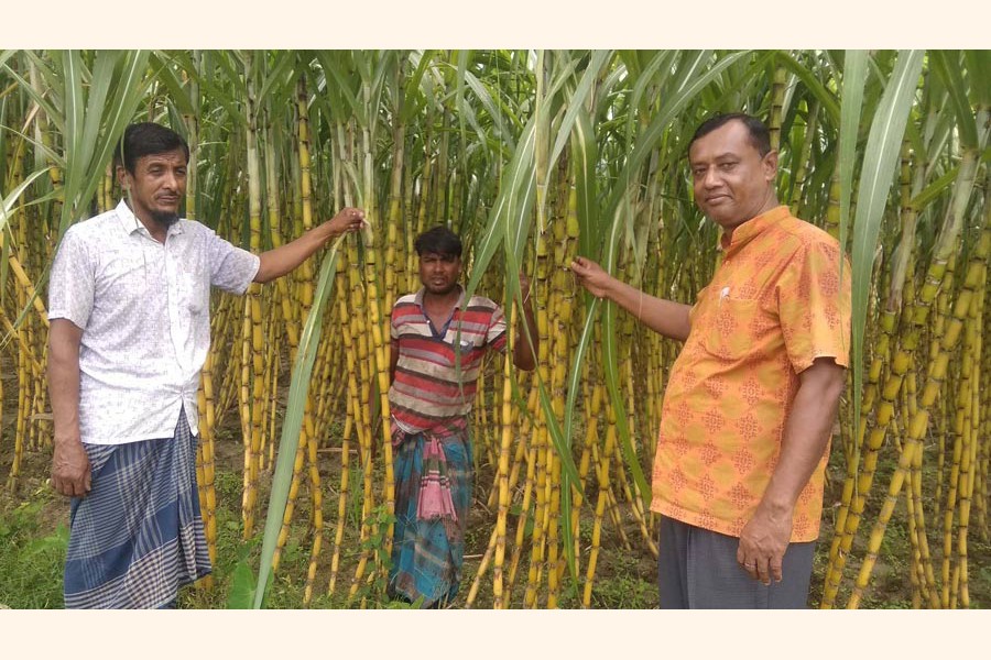 A partial view of a yellow sugarcane field at Ghasiara village under Sreepur upazila in Magura district  	— FE Photo