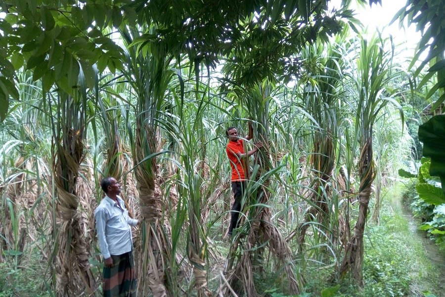 Farmers taking care of sugarcane field at Rawtail village under Jhenidah Sadar 	— FE Photo