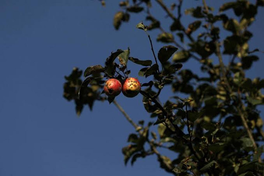 Rotten apples are seen on a tree at an apple orchard, in Sopore, north Kashmir, September 13, 2019. Reuters