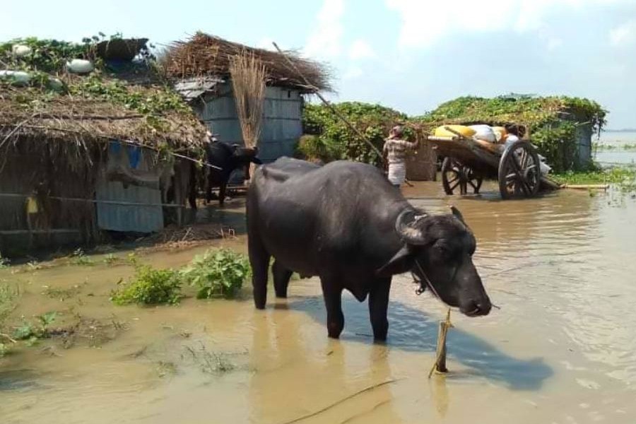 Buffaloes seen grazing at a recent flood-affected char village under Lalpur upazila in Natore district	— FE Photo