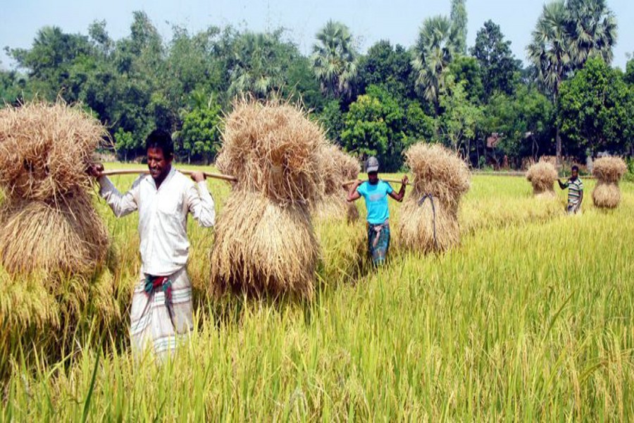 Farmers on their way back home with their harvested Aman paddy at Rajabari village under Godagari upazila of Rajshahi district on December 22, 2018 — FE/Files