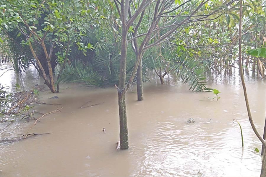 NATORE: A guava orchard in the Nawsara Sultanpur area under Lalpur upazila inundated with the floodwater   	—  FE Photo