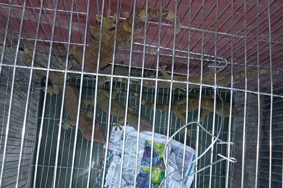 RAB arrests three with five geckos
