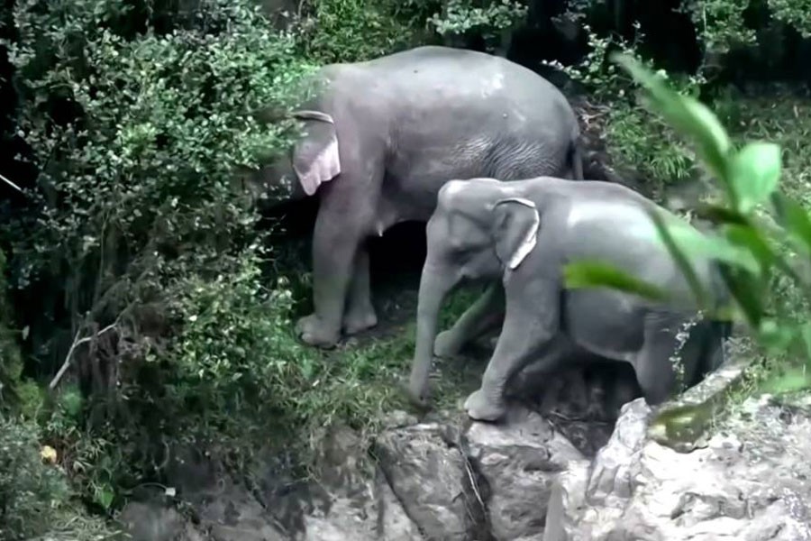 Two other elephants were also found struggling on a cliff edge nearby, and have been moved by Thai authorities - photo collected from internet