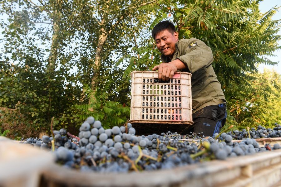 A villager carries a basket of grapes in Maanshan Village in Harqin Qi of Chifeng City, China's Inner Mongolia Autonomous Region, Sept. 17, 2019. (Xinhua/Liu Lei)