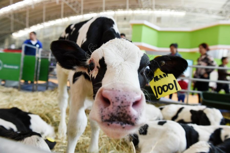 A calf is seen near a booth at the 16th China Dairy Exhibition in Harbin, capital of northeast China's Heilongjiang Province, April 27, 2018.(Xinhua/Wang Jianwei)