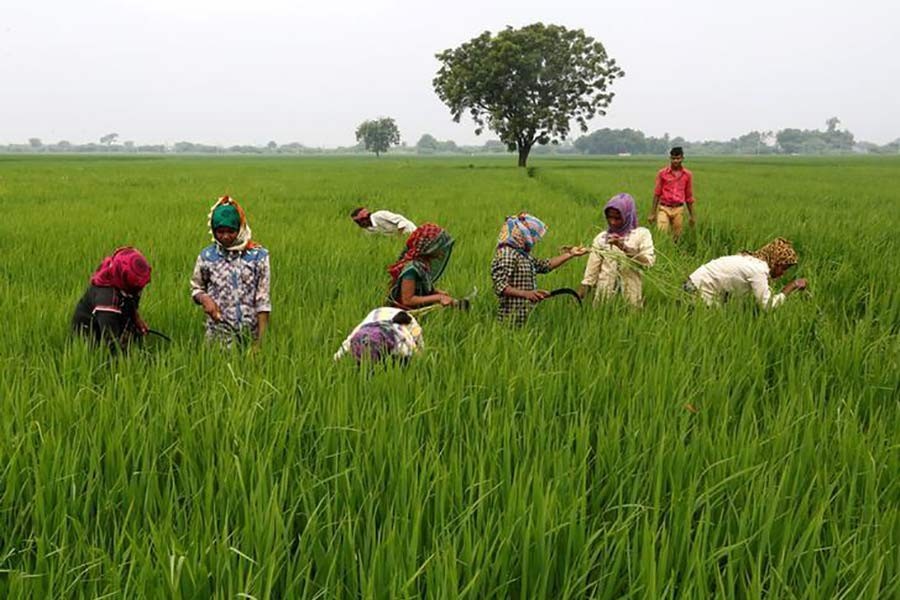 The Reuters file photo shows Labourers removing  dried grass from a rice field on the outskirts of Ahmedabad in India.
