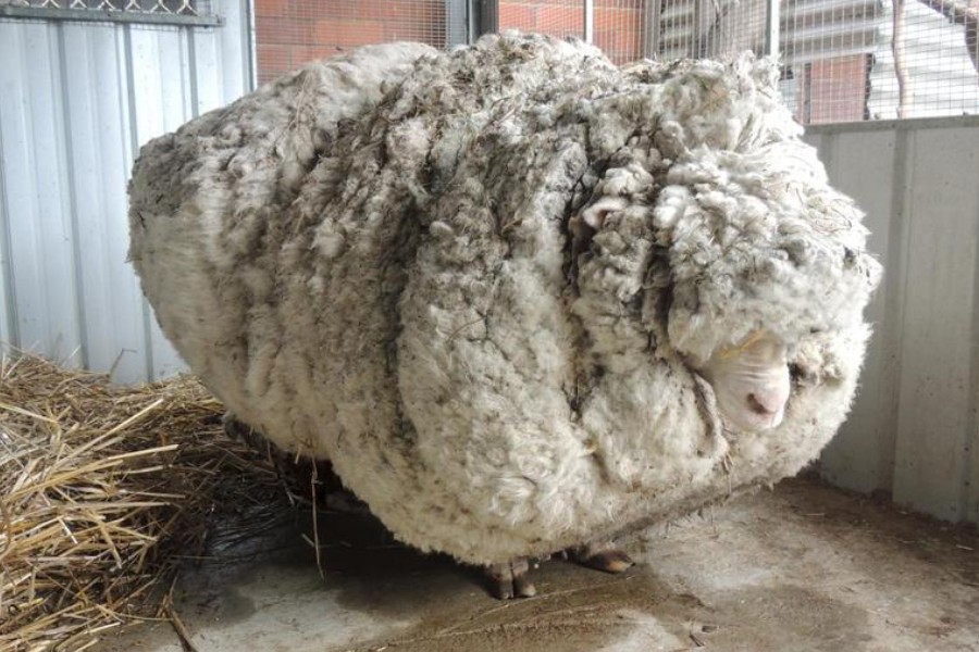 An Australian sheep, named Chris by his rescuers, is pictured before being shorn of over 40 kilograms (88.2 lbs) of wool on September 3, 2015, after being found near Australia's capital city Canberra. REUTERS/RSPCA/Handout via Reuters