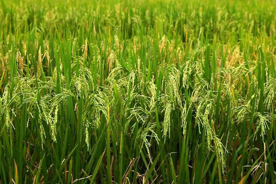 Agriculture no more dominating country's population