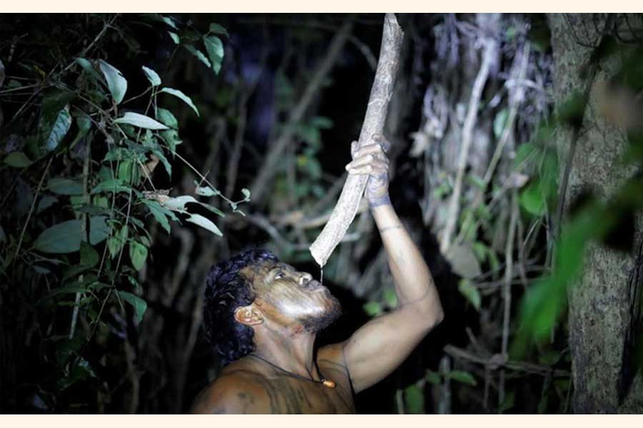 Indigenous leader Paulo Paulino Guajajara drinking water from a tree branch at a makeshift camp on Arariboia indigenous land 	— Reuters file