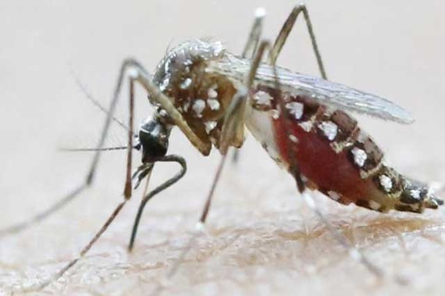 Dengue:  Mosquitos not only the cause