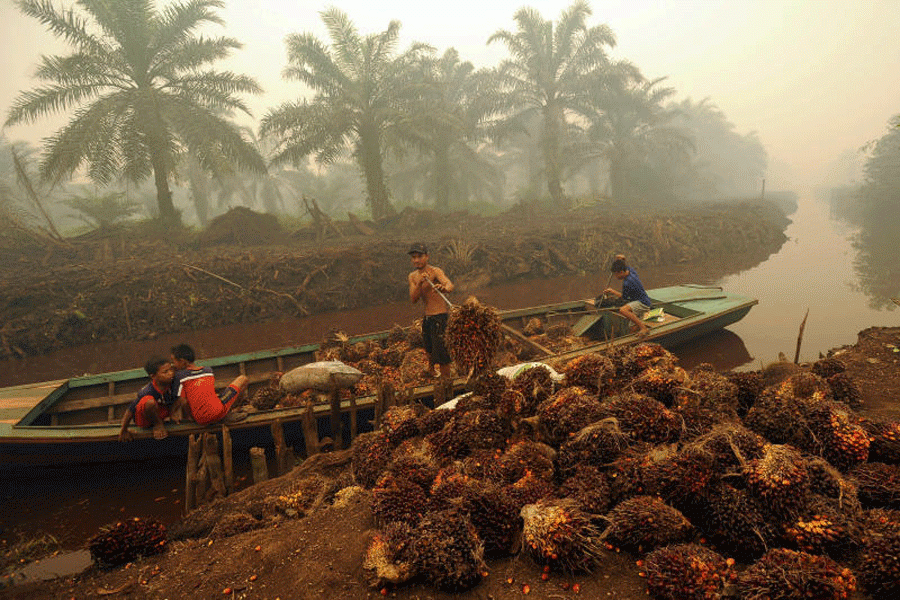 Murder of Indonesia palm oil activists shows growing threat, rights groups say