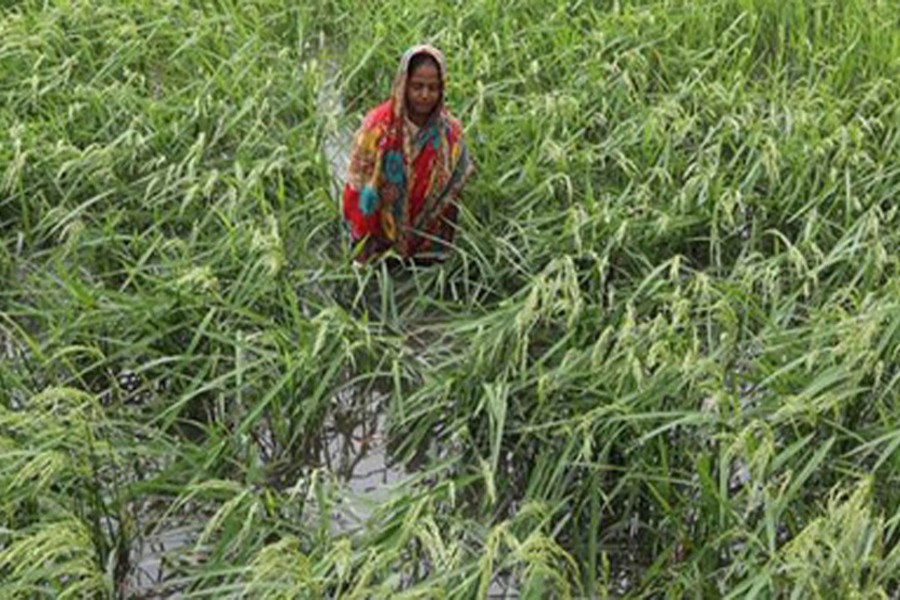 Cyclone destroyed crops worth Tk 2.63b: Minister
