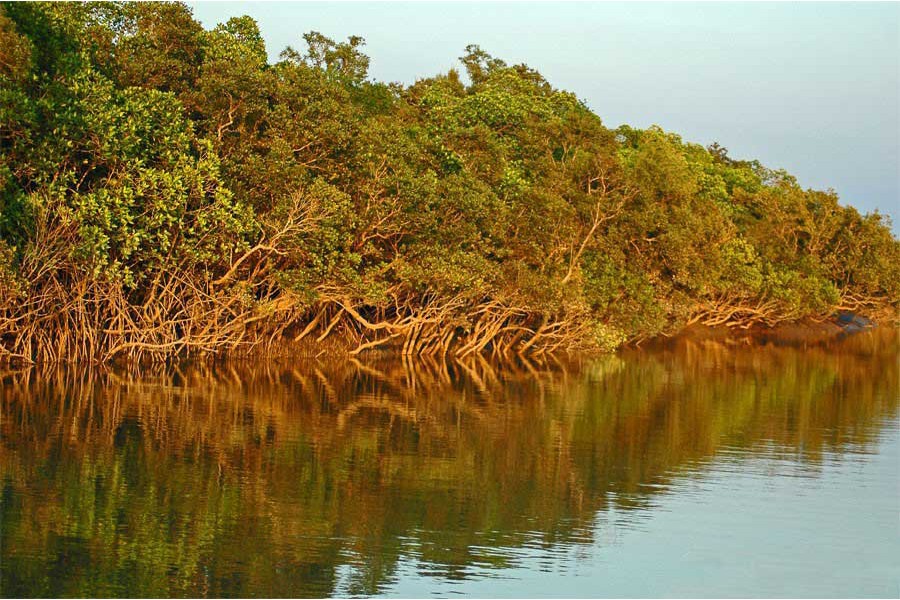 The Sunderbans turns out to be saviour