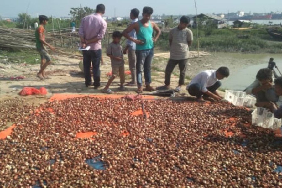 Wholesalers trash 15 tonnes of onion in Chattogram