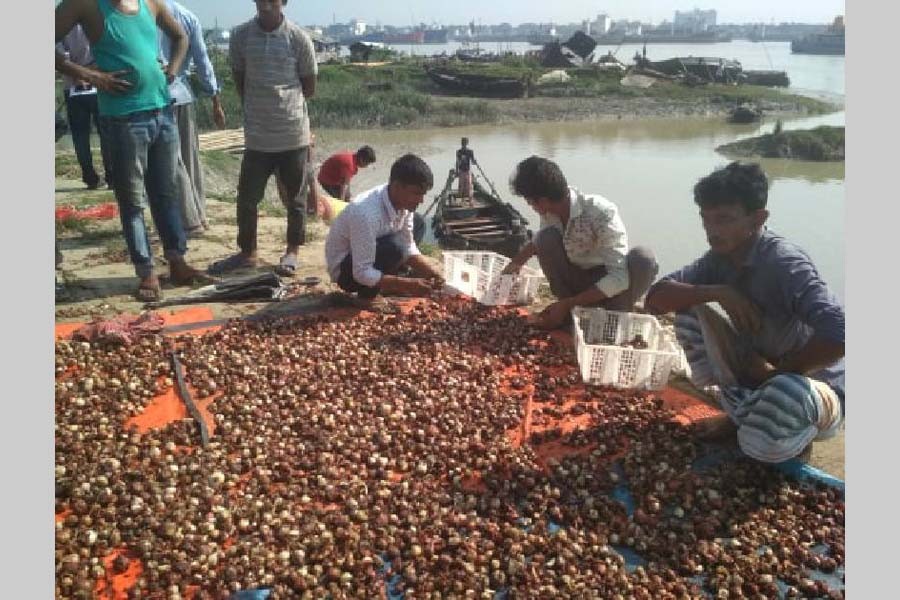 Chattogram traders trash 15 tonnes of rotten onions