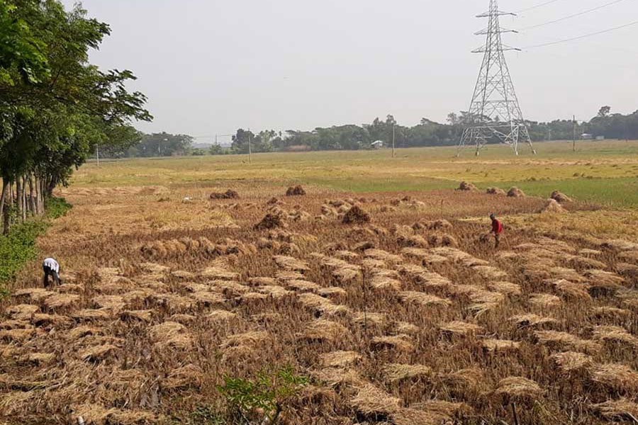 Farmers harvesting T-Aman paddy at a field in the Golabaria area under Gopalganj Sadar upazila in Gopalganj  	— FE Photo