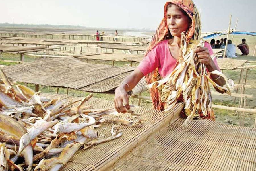 A woman worker drying processed fish in the sun on the premises of a local factory in Suzanagar upazila of Pabna district  	— FE Photo