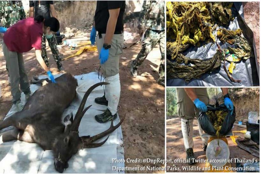 Officials from northern Thailand's Khun Sathan National Park examining a dead wild deer whose stomach is filled with plastic waste and a piece of underwear. (Credit: Thailand's Department of National Parks, Wildlife and Plant Conservation)