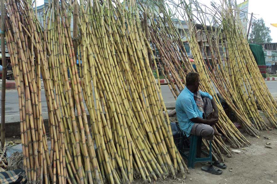 A sugarcane seller waiting for buyers in Bogura Sadar upazila 	— FE Photo