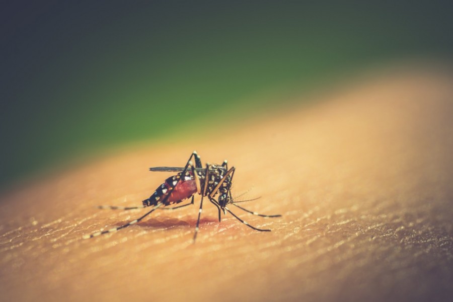 Dengue deserves greater attention
