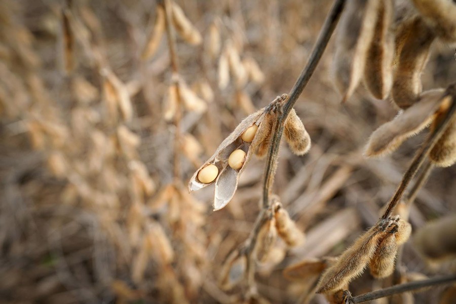 Soybeans in a field on Hodgen Farm in Roachdale, Indiana, US, November 8, 2019. Reuters/File Photo