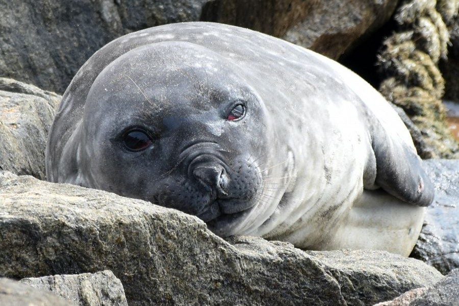 Southern elephant seal spotted for first time in Sri Lankan waters