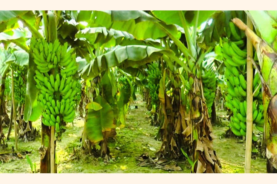A partial view of a banana field in the Safapur area of Mohadevpur upazila in Naogaon district  	— FE Photo